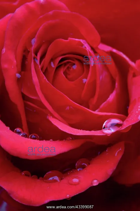 : Red Rose - close-up : Red Rose - close-up