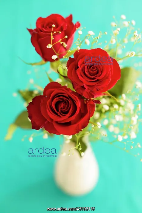 : Three Red Roses (Rosa) in a white vase, turquoise : Three Red Roses (Rosa) in a white vase, turquoise