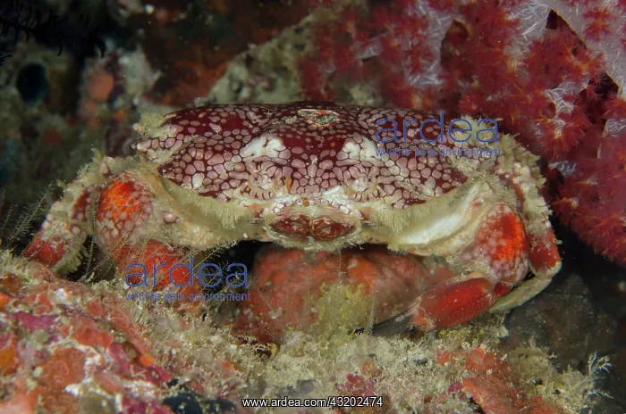 : Red Round Crab - night dive - Keruo Island dive : Red Round Crab - night dive - Keruo Island dive