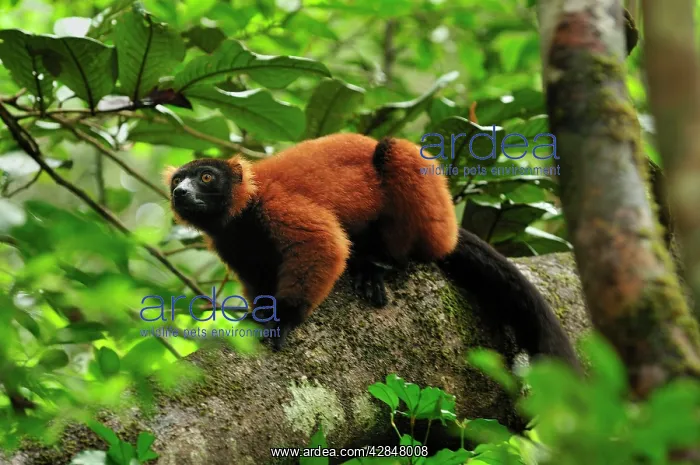 : Red Ruffed Lemur : Red Ruffed Lemur