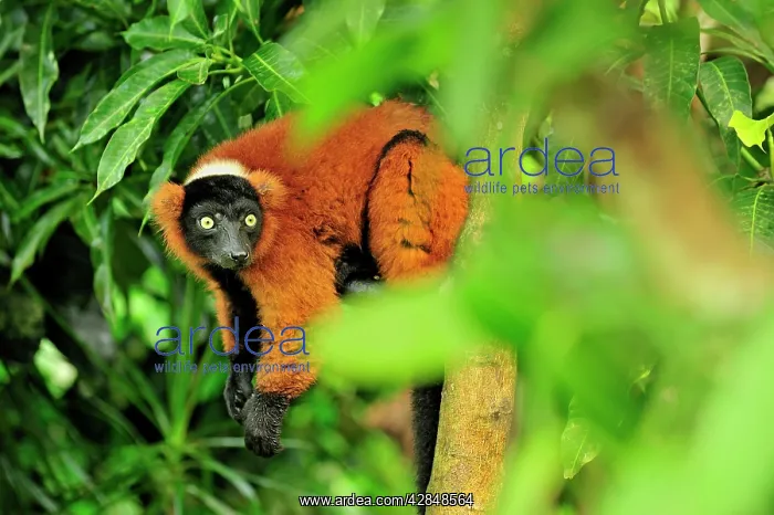 : Red Ruffed Lemur : Red Ruffed Lemur