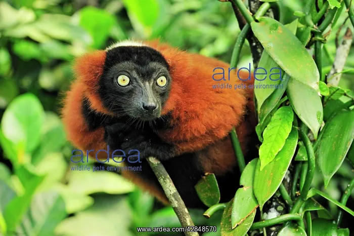 : Red Ruffed Lemur : Red Ruffed Lemur