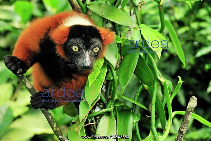 : Red Ruffed Lemur : Red Ruffed Lemur