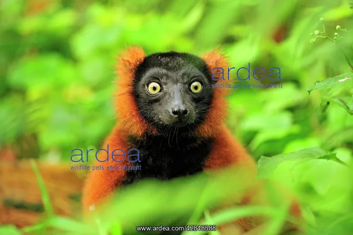 : Red Ruffed Lemur : Red Ruffed Lemur
