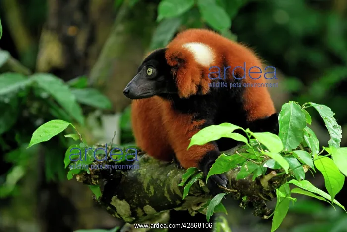 : Red ruffed Lemur : Red ruffed Lemur