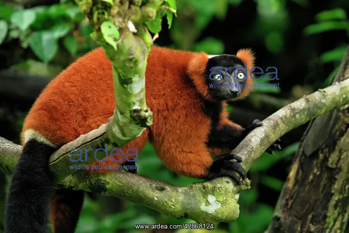 : Red ruffed Lemur : Red ruffed Lemur