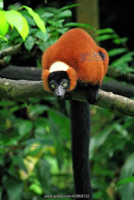 : Red ruffed Lemur : Red ruffed Lemur