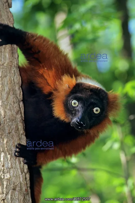  : Red-ruffed lemur