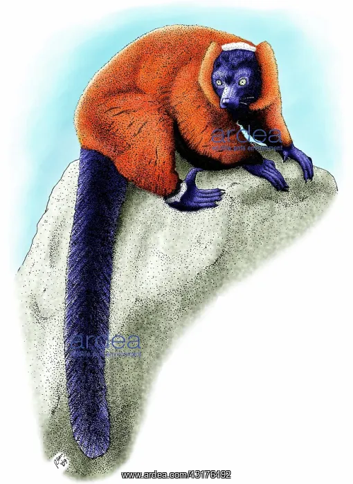 : Red Ruffed Lemur : Red Ruffed Lemur