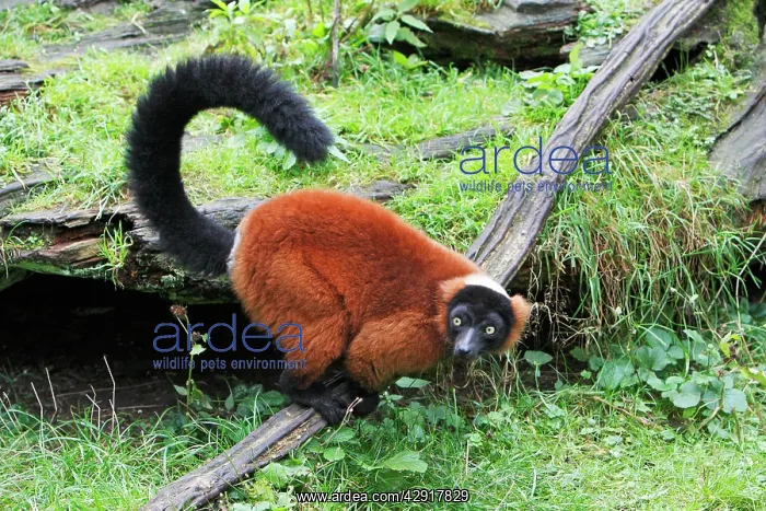 : Red Ruffed Lemur - feeding on ground : Red Ruffed Lemur - feeding on ground