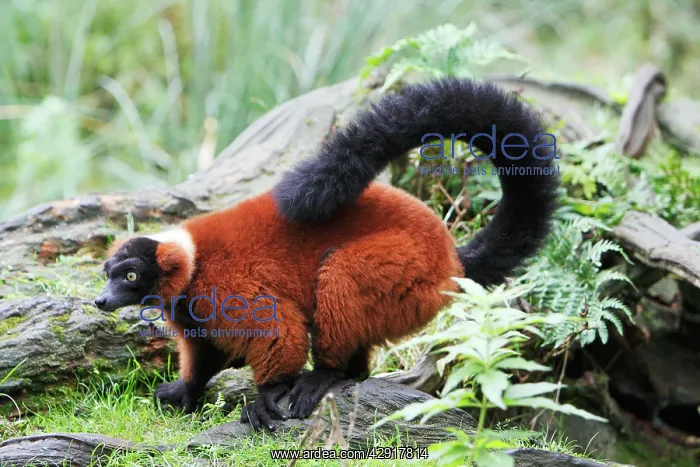 : Red Ruffed Lemur - feeding on ground, distribution : Red Ruffed Lemur - feeding on ground, distribution