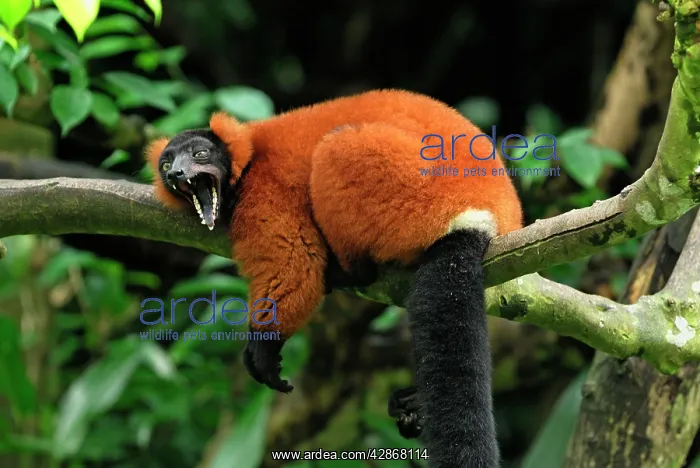 : Red ruffed Lemur - resting on branch with mouth wide open : Red ruffed Lemur - resting on branch with mouth wide open