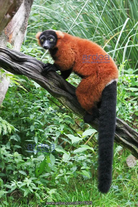 : Red Ruffed Lemur - sitting on branch : Red Ruffed Lemur - sitting on branch