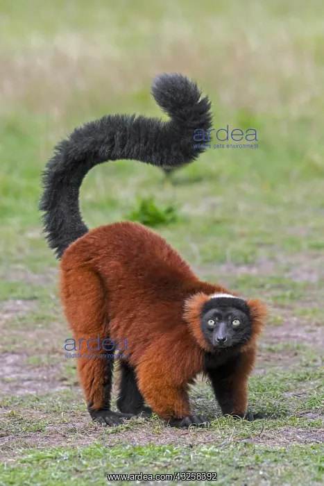 : Red ruffed lemur (Varecia rubra) foraging on the : Red ruffed lemur (Varecia rubra) foraging on the