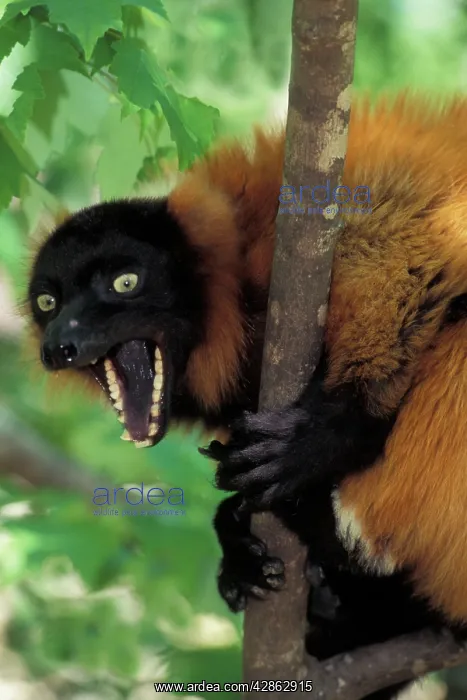 : Red Ruffed LEMUR - yawning while sitting in tree : Red Ruffed LEMUR - yawning while sitting in tree
