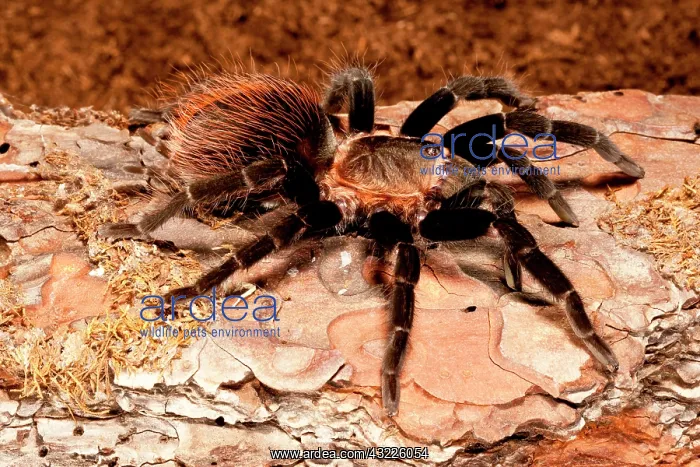 : Red Rump Tarantula, Brachypelma vagans : Red Rump Tarantula, Brachypelma vagans