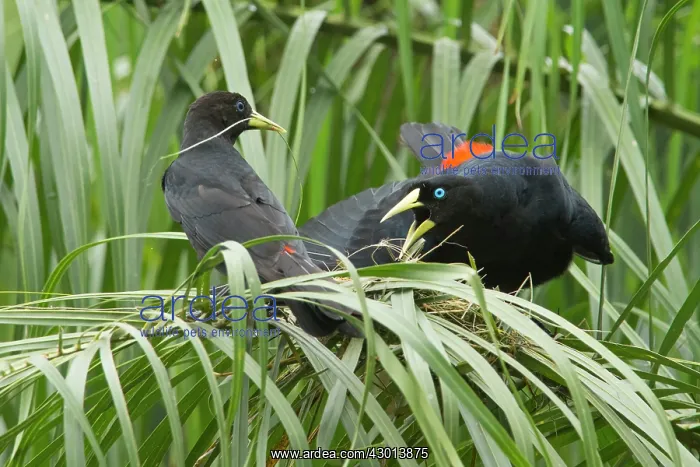 : Red-rumped Cacique (Cacicus haemorrhous) female : Red-rumped Cacique (Cacicus haemorrhous) female