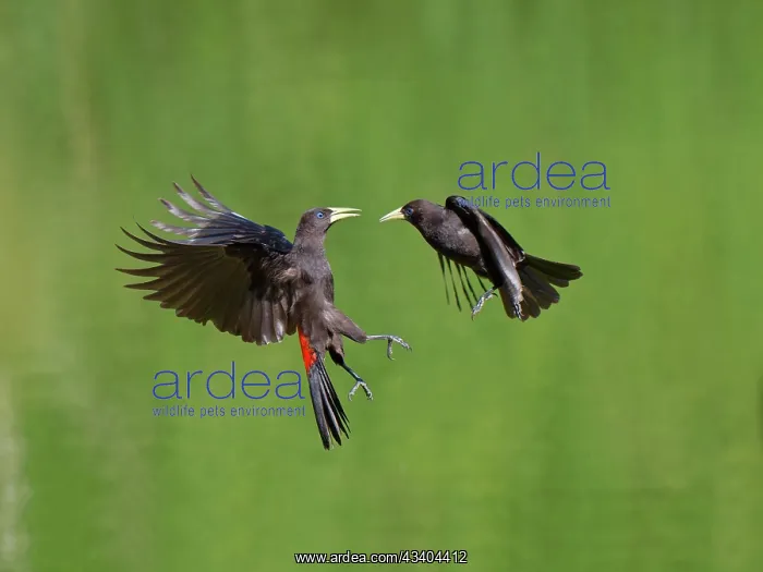  : Red-rumped Cacique fighting Cacicus haemorrhous