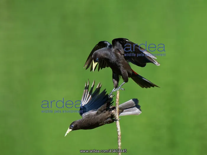 : Red-rumped Cacique fighting Cacicus haemorrhous : Red-rumped Cacique fighting Cacicus haemorrhous