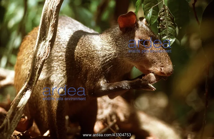 : Red-rumped / orange-rumped AGOUTI - eating Brazil nut seed : Red-rumped / orange-rumped AGOUTI - eating Brazil nut seed