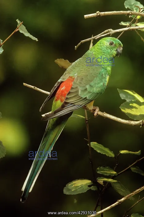 : Red-rumped Parrot : Red-rumped Parrot