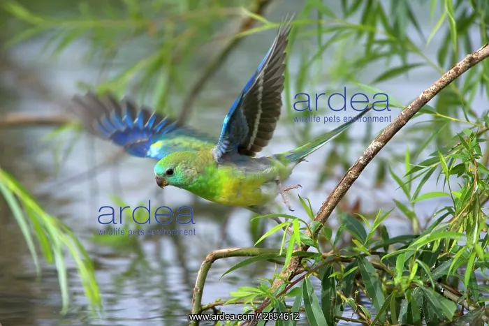 : Red-rumped Parrot - adult male takes off from a : Red-rumped Parrot - adult male takes off from a