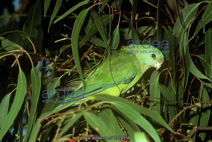 : Red-rumped Parrot - female : Red-rumped Parrot - female