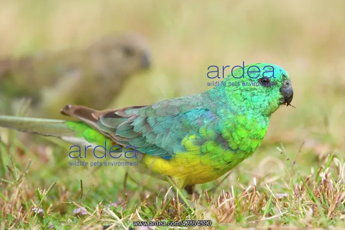 : Red-rumped Parrot - male and female feeding on grass : Red-rumped Parrot - male and female feeding on grass