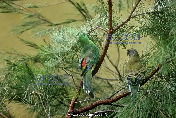 : Red-rumped Parrot - In trees : Red-rumped Parrot - In trees
