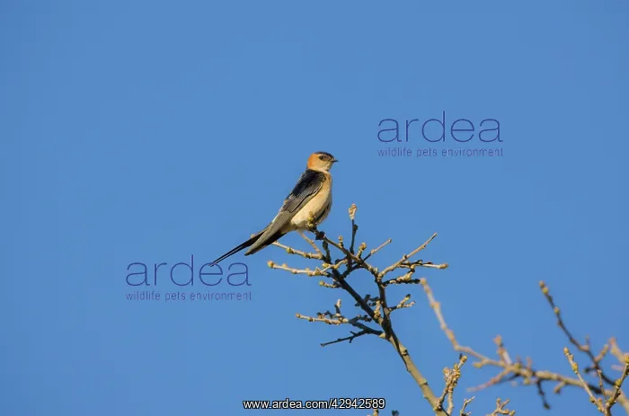  : Red-rumped Swallow