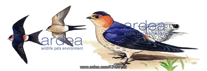 : Red-rumped Swallow : Red-rumped Swallow