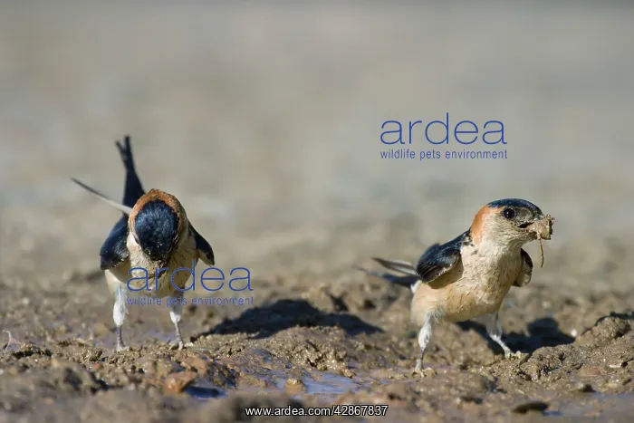 : Red rumped Swallow - Two birds on the ground collecting : Red rumped Swallow - Two birds on the ground collecting
