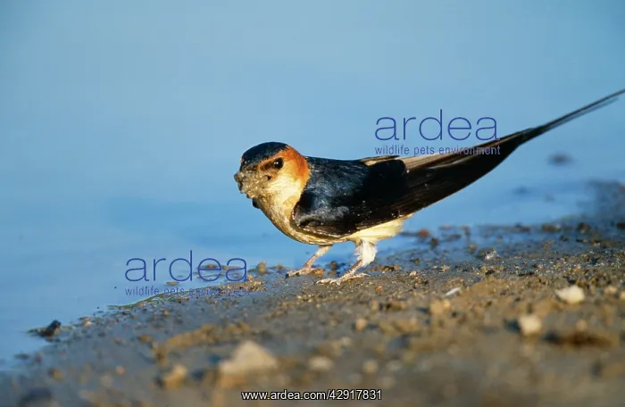  : Red-rumped SWALLOW - Collecting mud for nest building