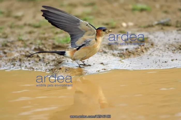 : Red-rumped Swallow, collecting nest material : Red-rumped Swallow, collecting nest material