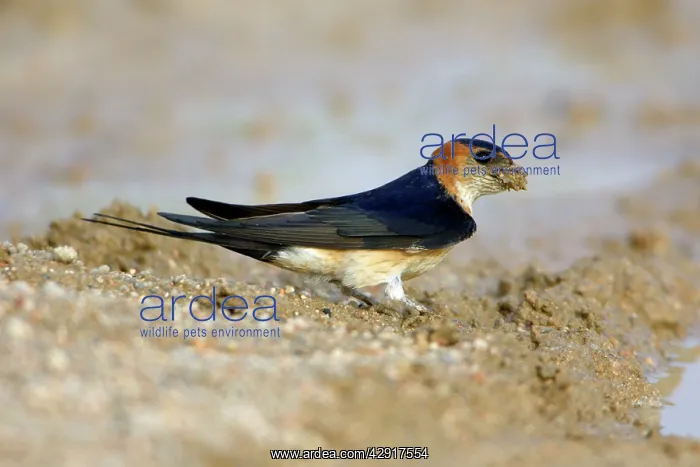 : Red-Rumped Swallow - collecting nest material : Red-Rumped Swallow - collecting nest material