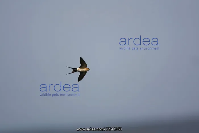 : Red-rumped Swallow - In flight : Red-rumped Swallow - In flight