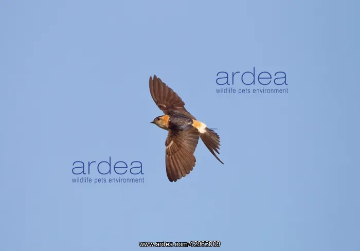 : Red-rumped Swallow - in flight : Red-rumped Swallow - in flight