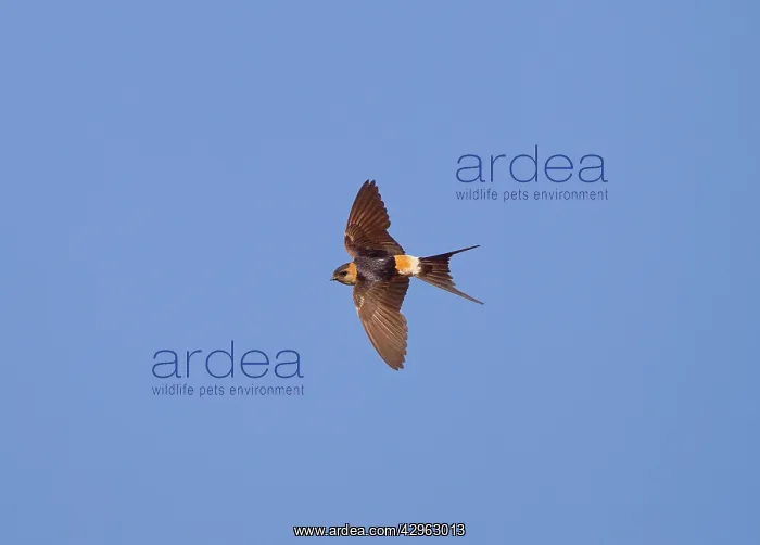 : Red-rumped Swallow - in flight : Red-rumped Swallow - in flight