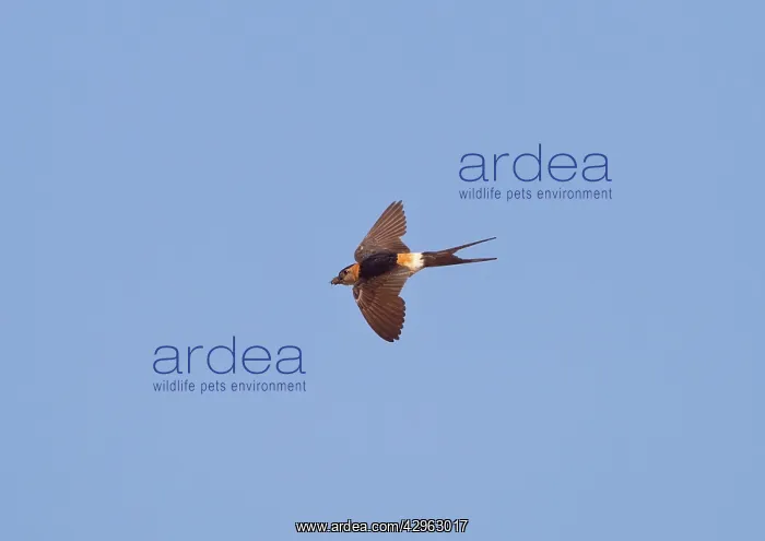 : Red-rumped Swallow - in flight with food in bill : Red-rumped Swallow - in flight with food in bill