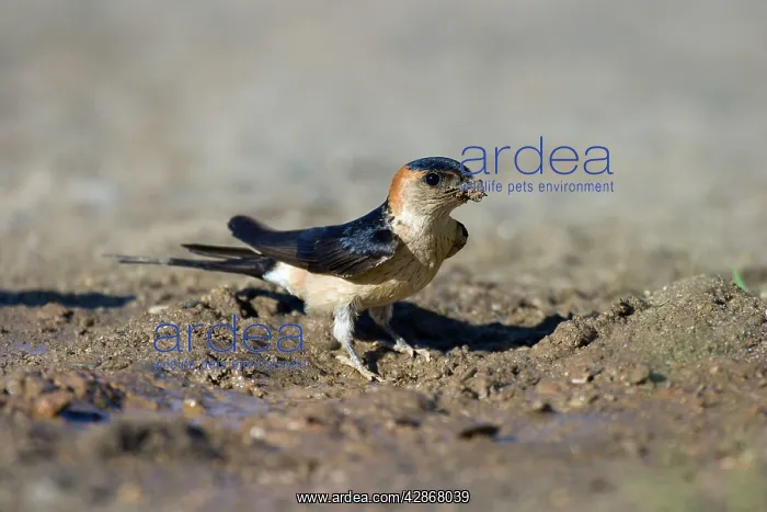 : Red-rumped Swallow - On the ground collecting mud : Red-rumped Swallow - On the ground collecting mud