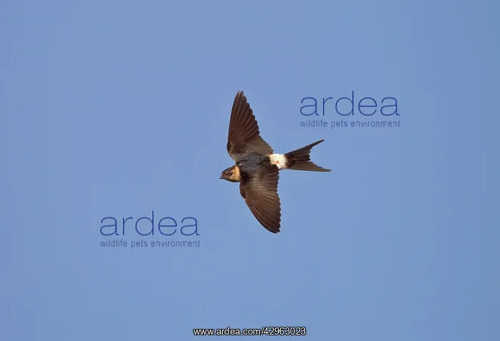 : Red-rumped Swallow - juvenile in flight : Red-rumped Swallow - juvenile in flight