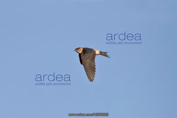 : Red-rumped Swallow - juvenile in flight : Red-rumped Swallow - juvenile in flight