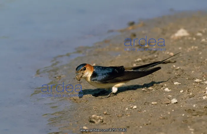 : Red-rumped Swallow - mud for building a nest : Red-rumped Swallow - mud for building a nest