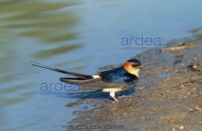 : Red-rumped SWALLOW - By a muddy pool : Red-rumped SWALLOW - By a muddy pool