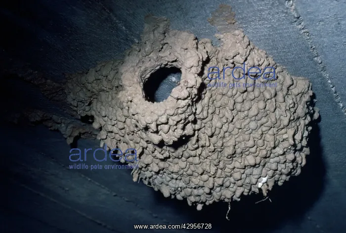: Red-rumped Swallow - nest : Red-rumped Swallow - nest
