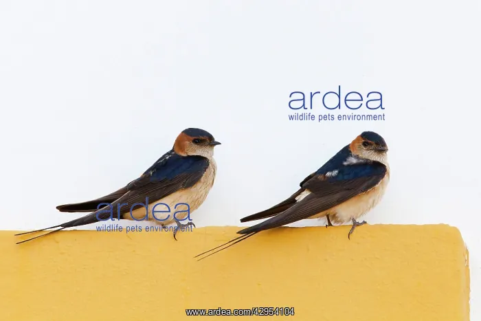 : Red rumped Swallow - pair of adults perching on door frame : Red rumped Swallow - pair of adults perching on door frame