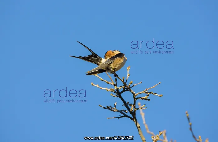 : Red-rumped Swallow - preening : Red-rumped Swallow - preening