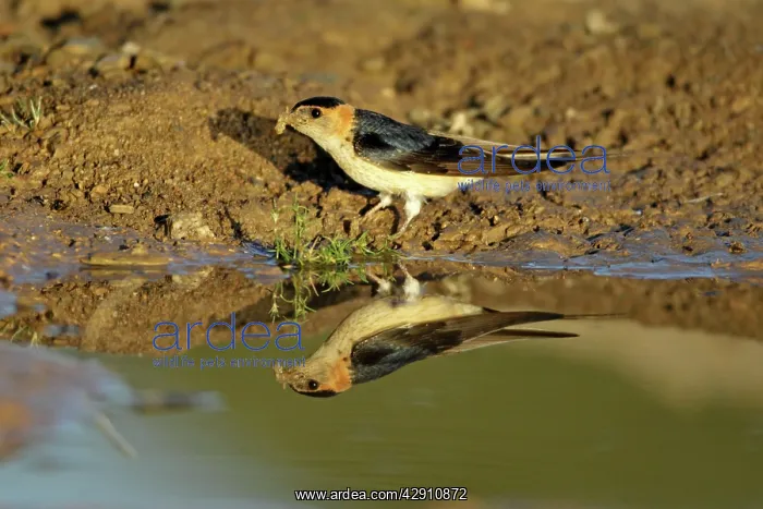: Red-Rumped Swallow - at puddle collecting nest material : Red-Rumped Swallow - at puddle collecting nest material