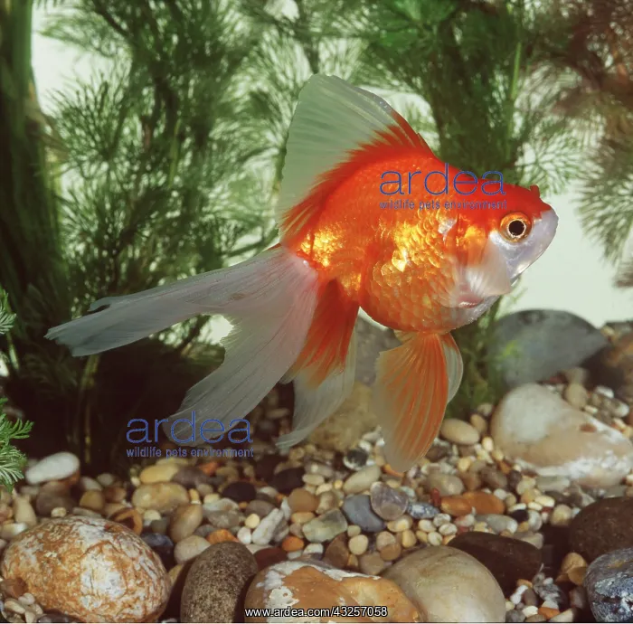 : RED RUYAKIN GOLDFISH : RED RUYAKIN GOLDFISH