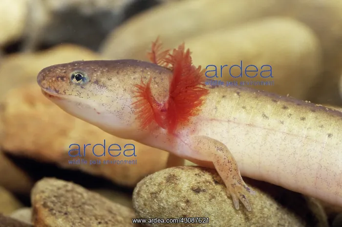 : Red Salamander : Red Salamander
